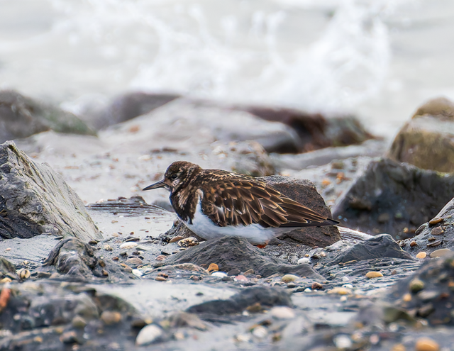 Steenloper (Zeeland). Foto van Frank Verheij.
Schuilend